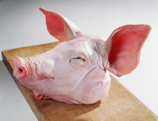 Frozen Pork head